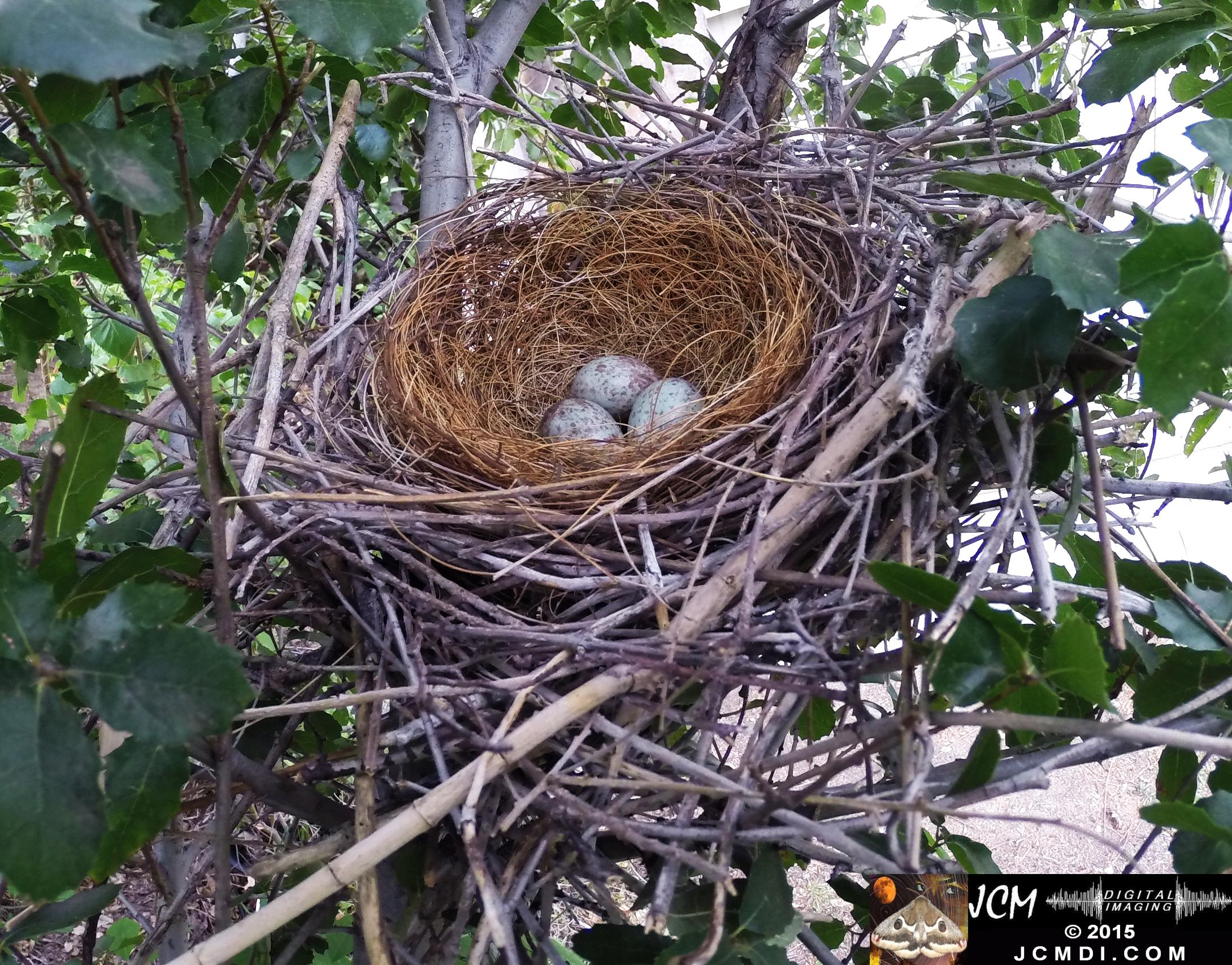 Scrub Jay Nest vacant 3 eggs Documentary GoPro Hero3+ Black polecam 4-4-2015 Santa Clarita JCMDI.COM